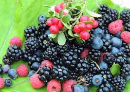 Šumsko voće: Riznica ljetnjeg raspoloženja
